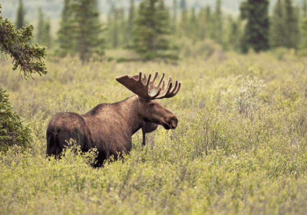 alaska - Georgia