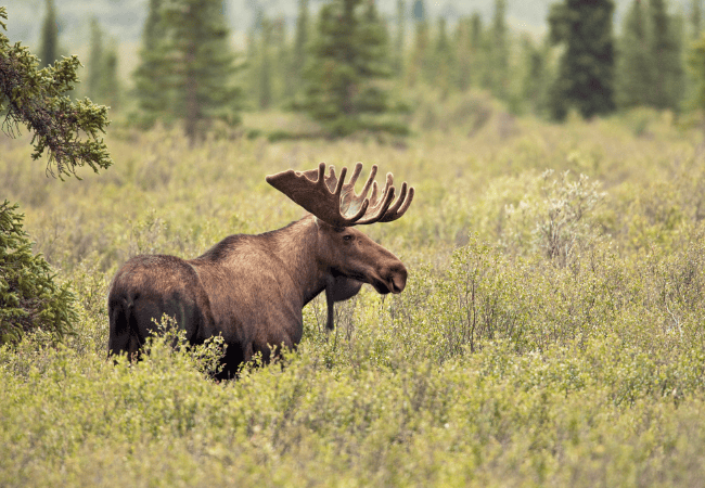 alaska - Georgia