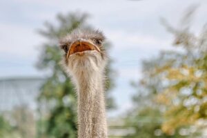 ostrich-g09af96274_640 Terra di Mezzo Viaggi - Destinazione - Sudafrica