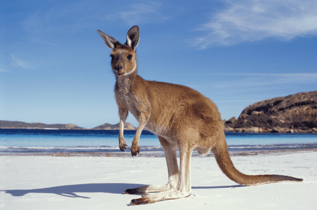 Terra di Mezzo Viaggi - Destinazione - Australia Kangaroo Island Terra di Mezzo Viaggi - Destinazione - Australia